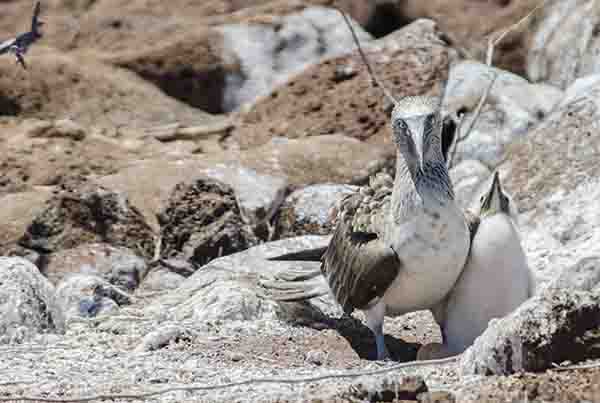 Piquero de Patas Azules - isla Seymour Norte - islas Galápagos - Ecuador 12.jpg